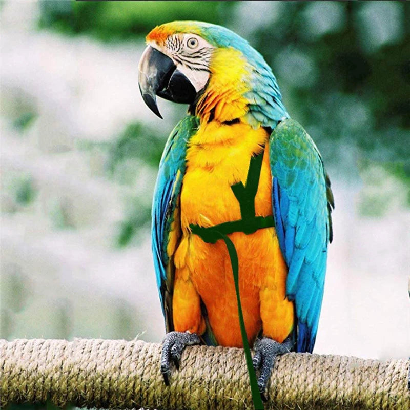 Bird Harness Leash, Outdoor Flying Traction Straps, Band Flying Rope