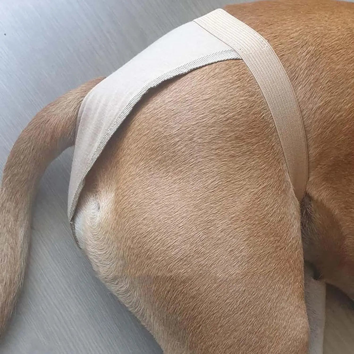 Reusable Female Dog Diapers Adjustable In Heat Sanitary Underwear
